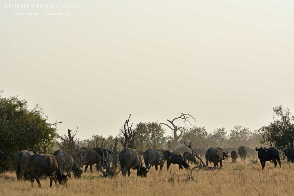 Buffalo herd in Savuti Buffalo herd in Savuti
