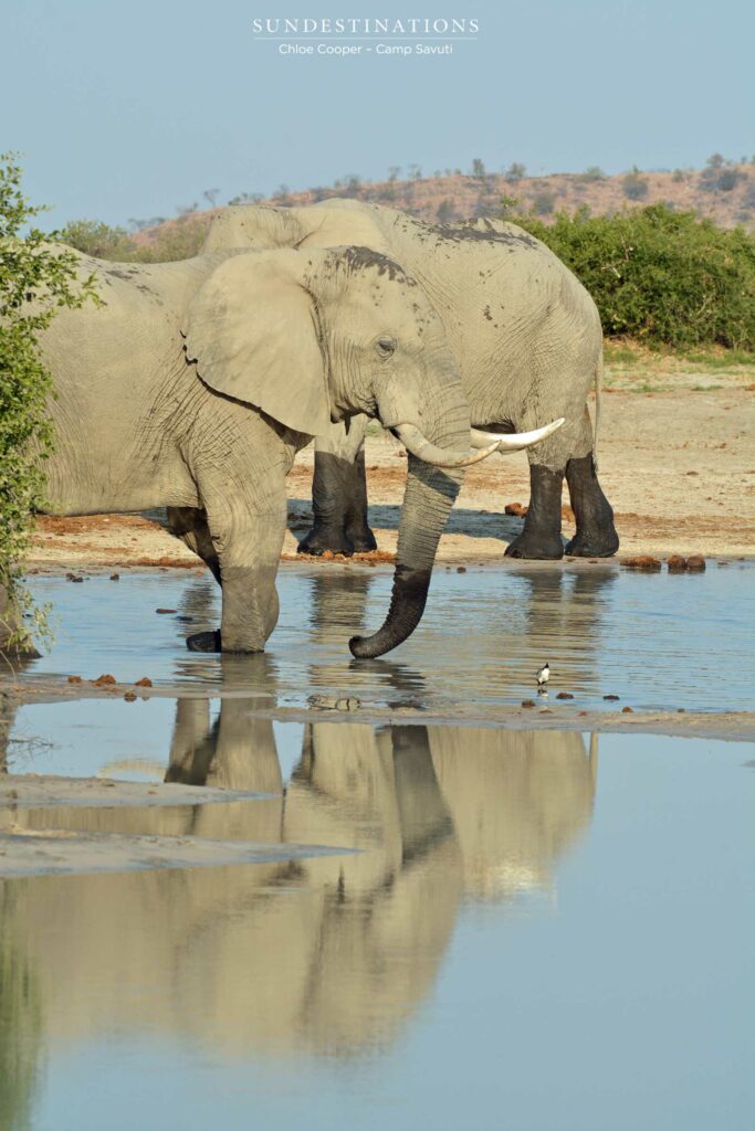 Elephant reflection Elephant reflection