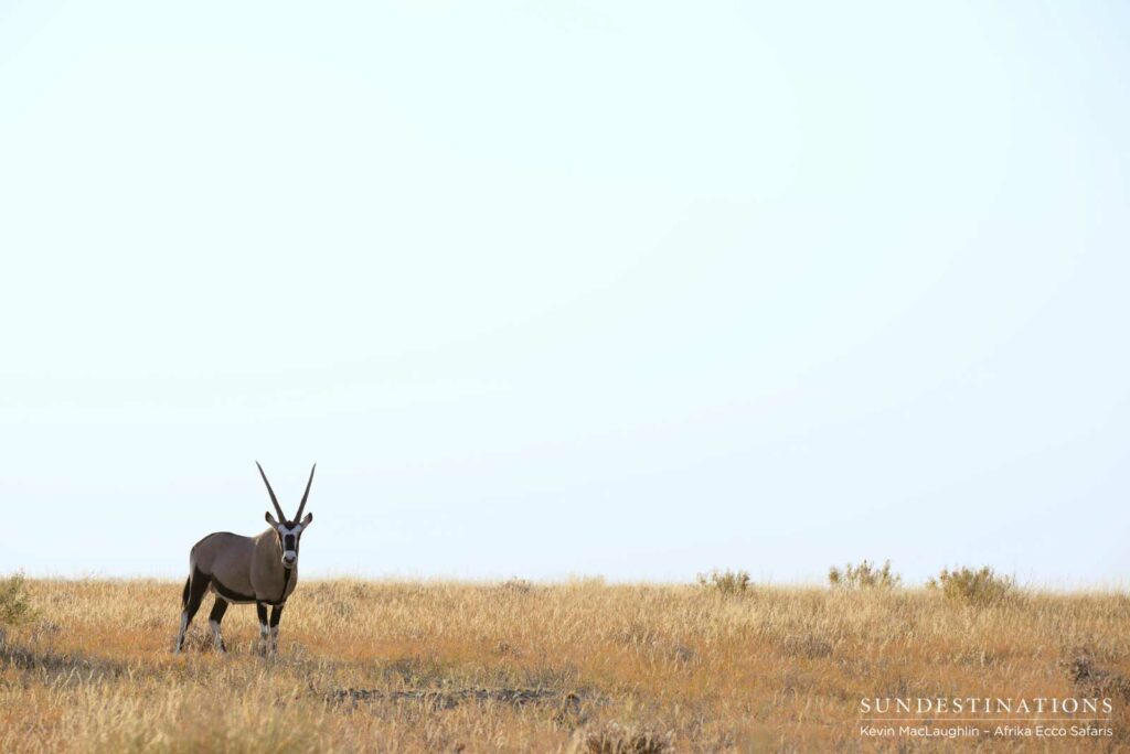Iconic gemsbok Iconic gemsbok