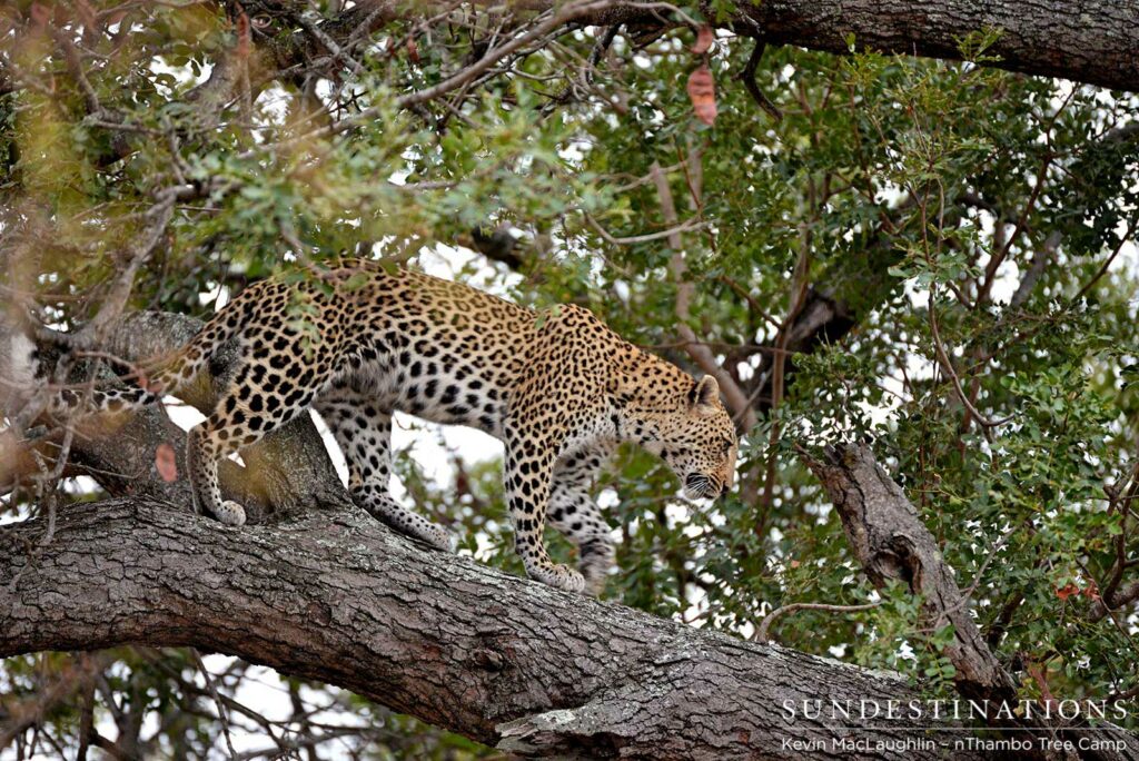 Leopard walking a branch Leopard walking a branch