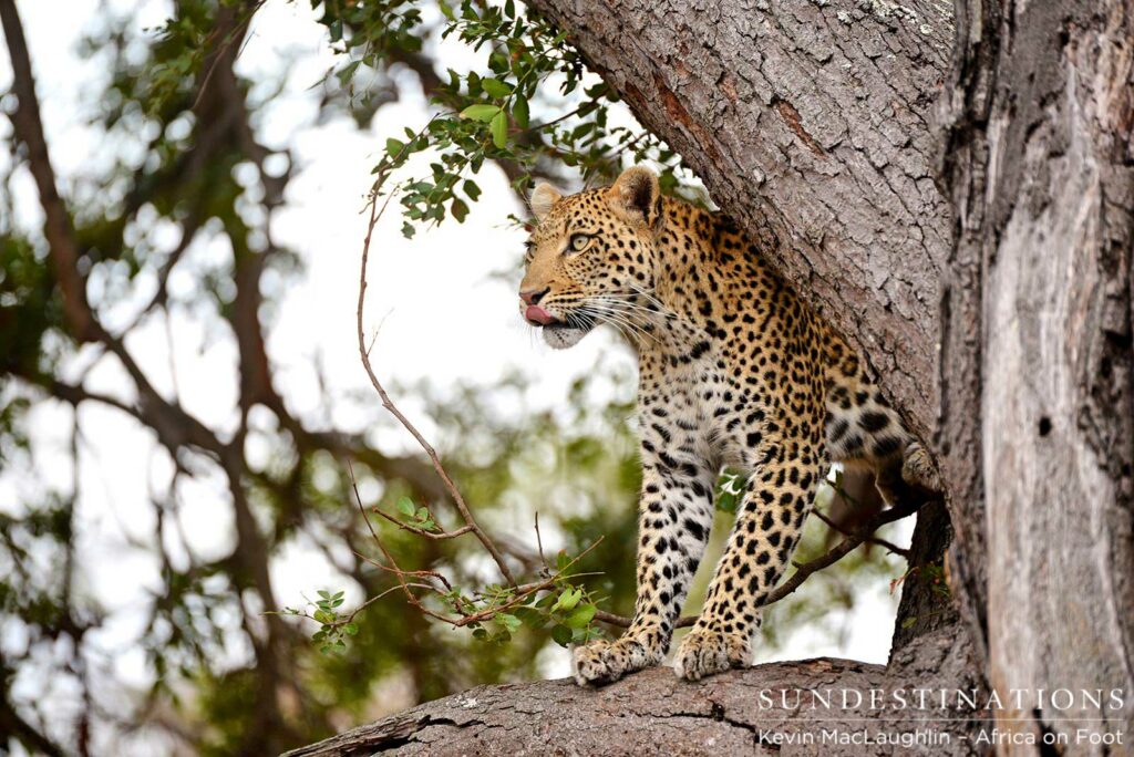 Leopard "Rhulani" defending her kill Leopard "Rhulani" defending her kill