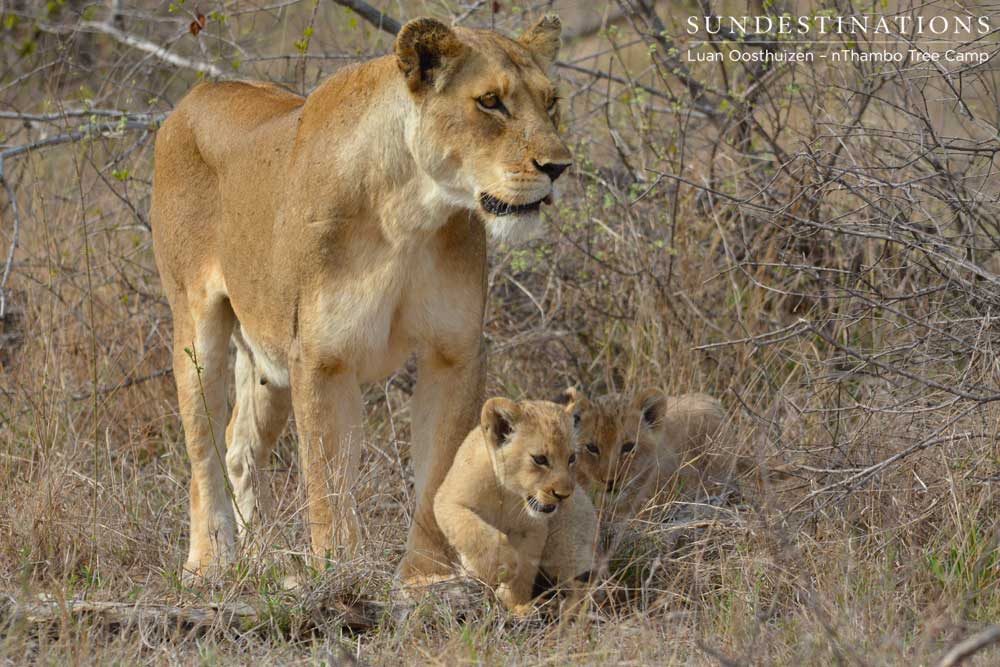 The cubs from November's litter sadly did not survive