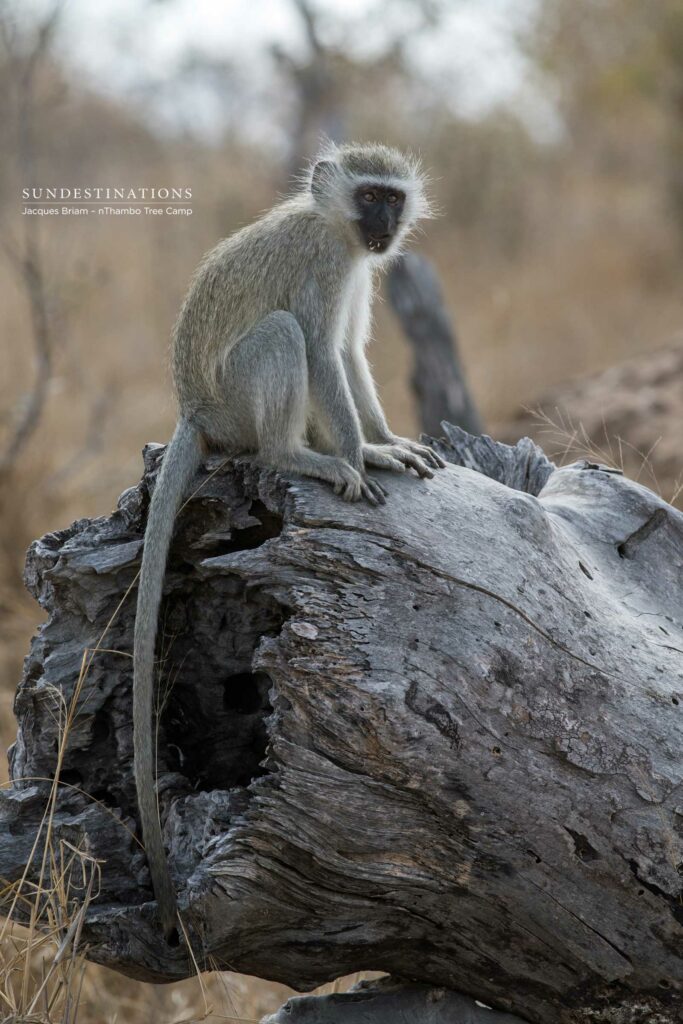 Vervet monkey contemplating life Vervet monkey contemplating life