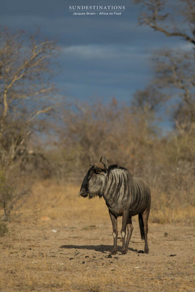 Blue wildebeest portrait Blue wildebeest portrait