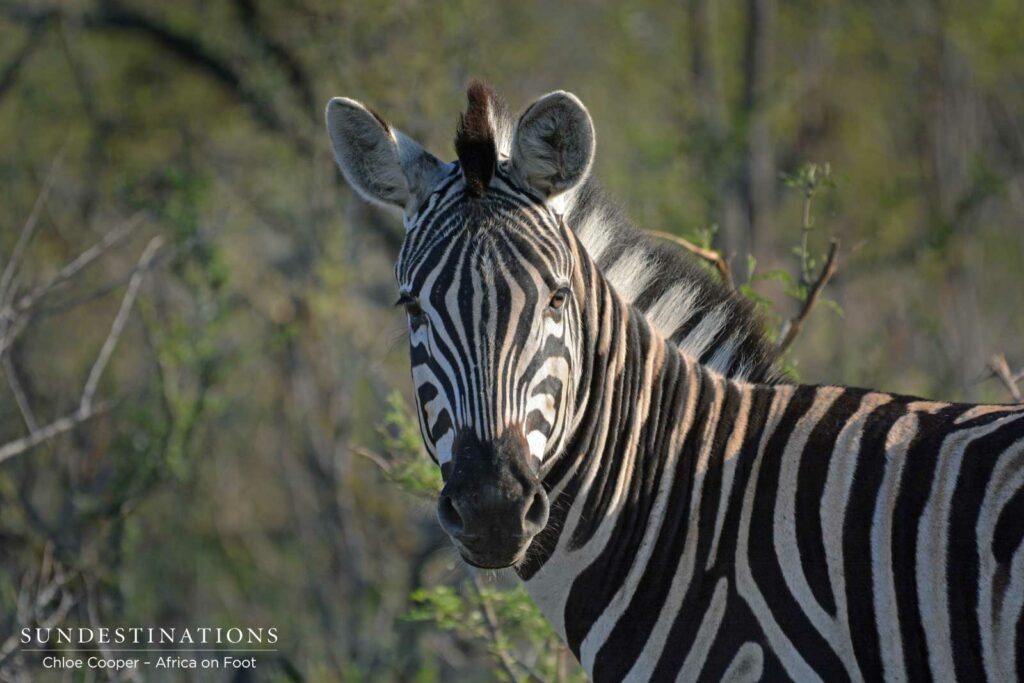 Zebra Zebra