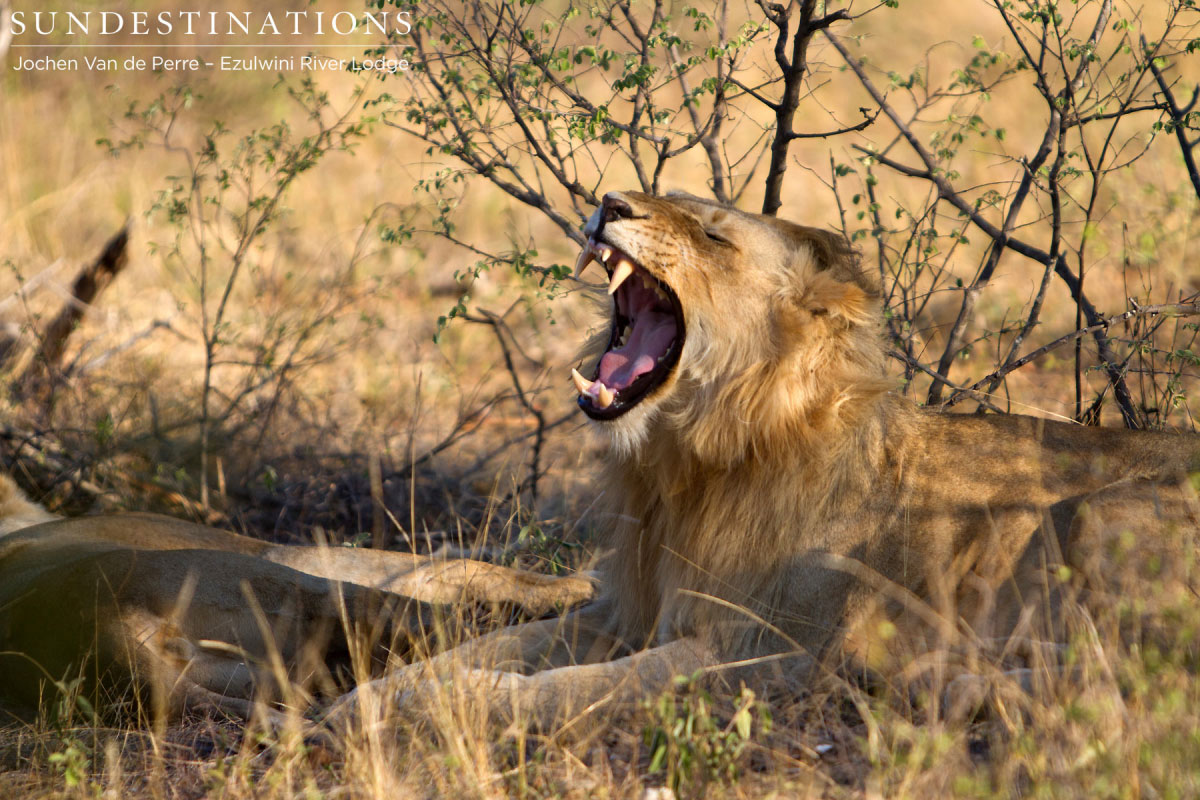 Young male from the Balule pride yawning.