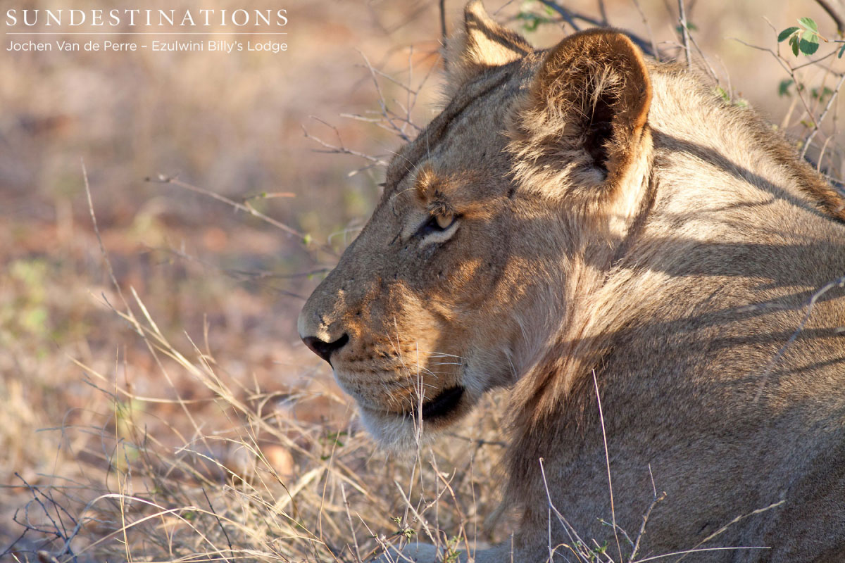 Lioness - Balule Pride
