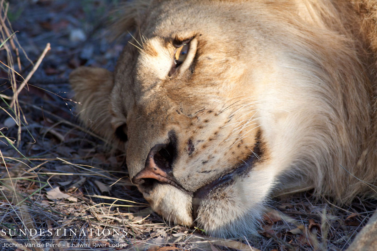 Balule Pride in Afternoon