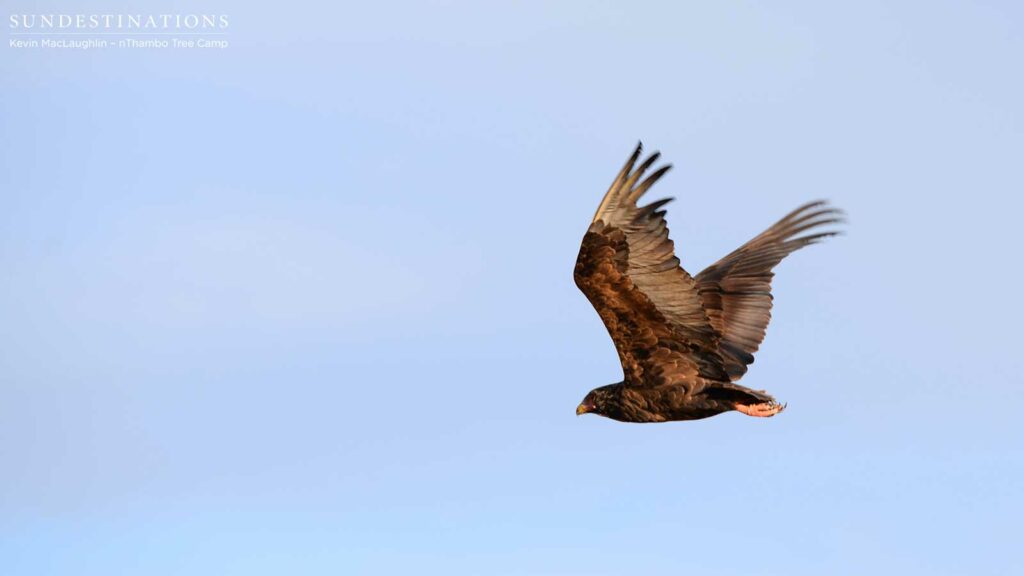 Juvenile bateleur soaring through the sky Juvenile bateleur soaring through the sky