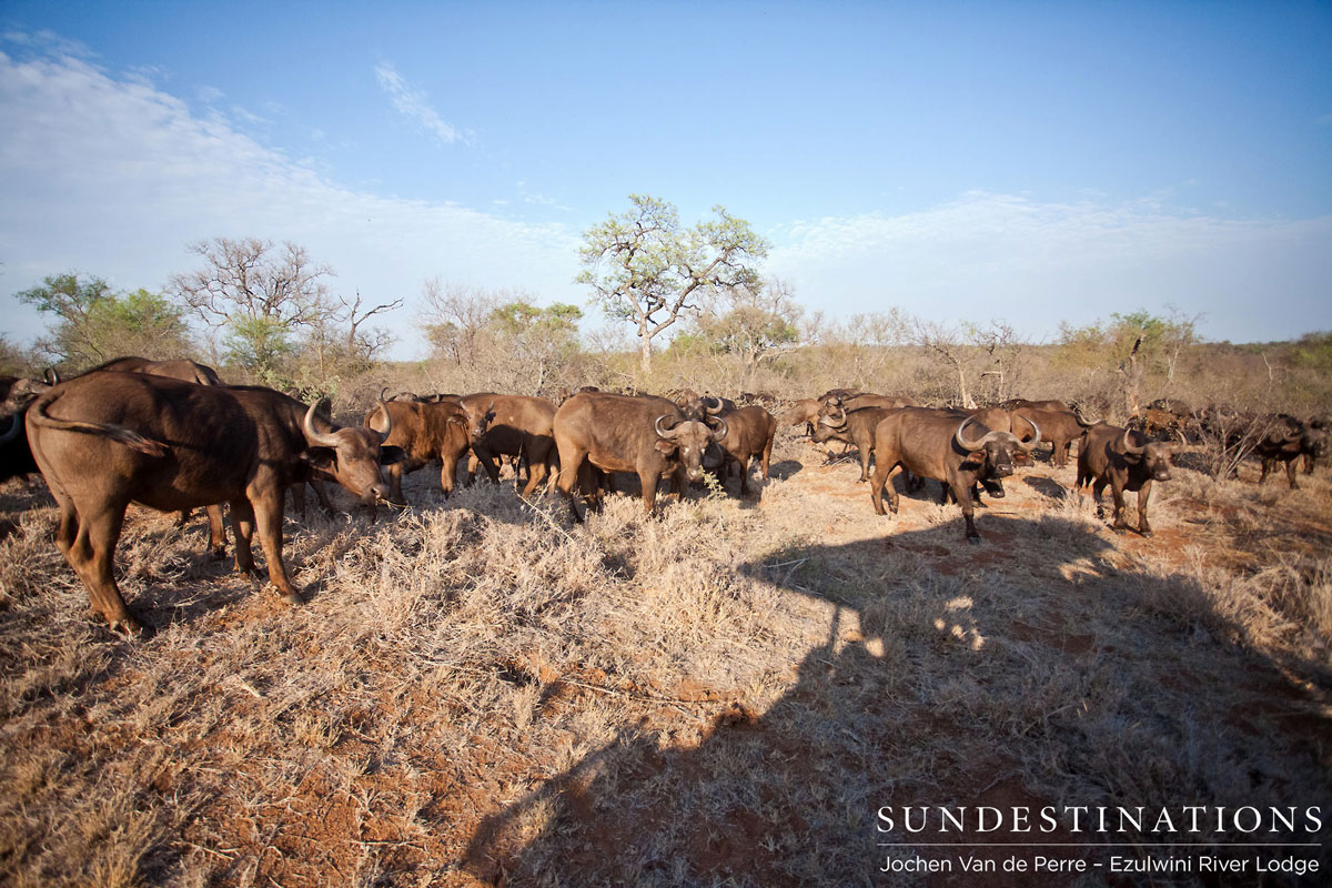 Buffalo - Ezulwini Herd of buffalo at Ezulwini Game Lodges