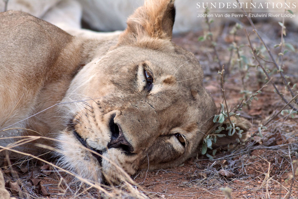 Lions relaxing in the Balule.