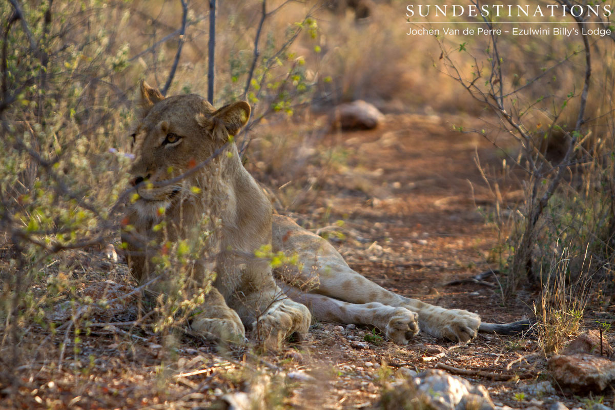 Balule Pride in Afternoon Light