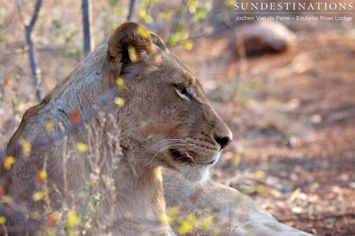 Balule Pride Lioness