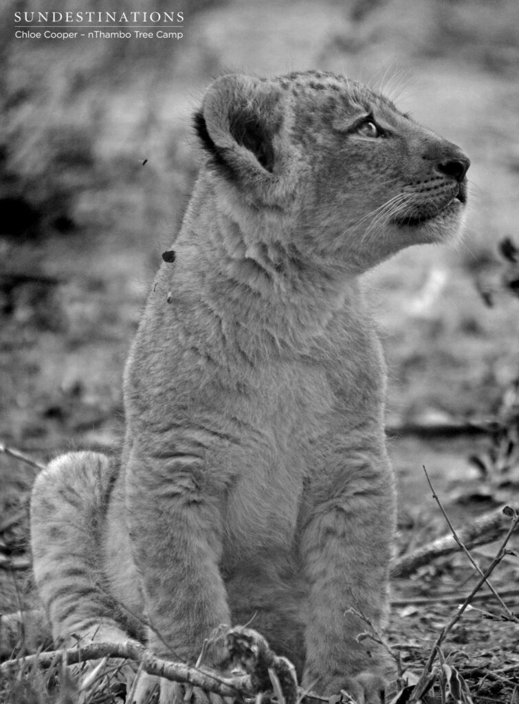 Curious lion cub Curious lion cub