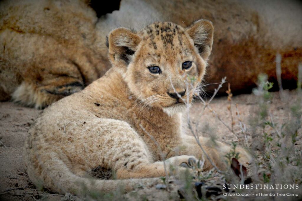 Cub paying attention