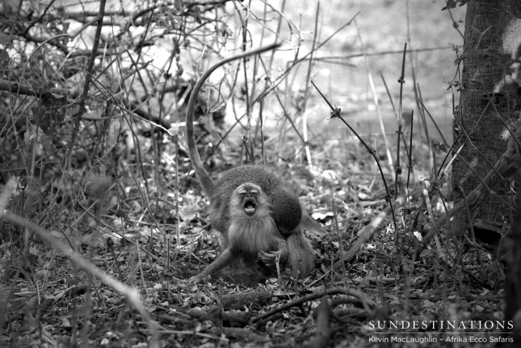 Vervet monkeys squabble at Khwai Vervet monkeys squabble at Khwai