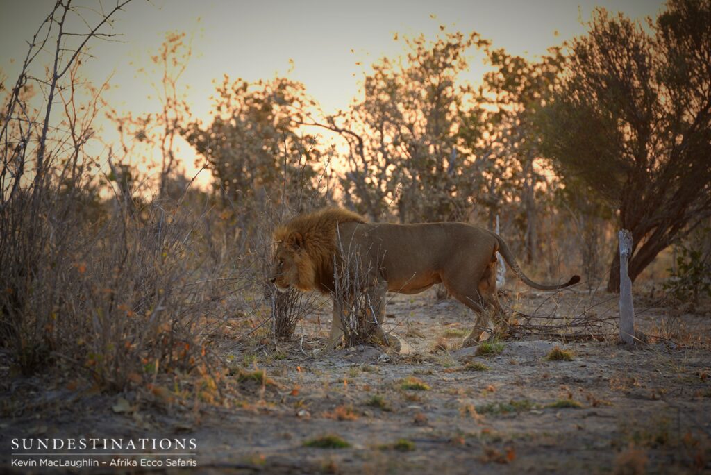 Savuti male lion in the sunrise Savuti male lion in the sunrise