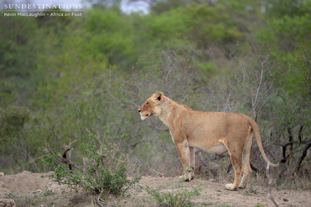 Mother RB lioness watching the lucky warthog escape