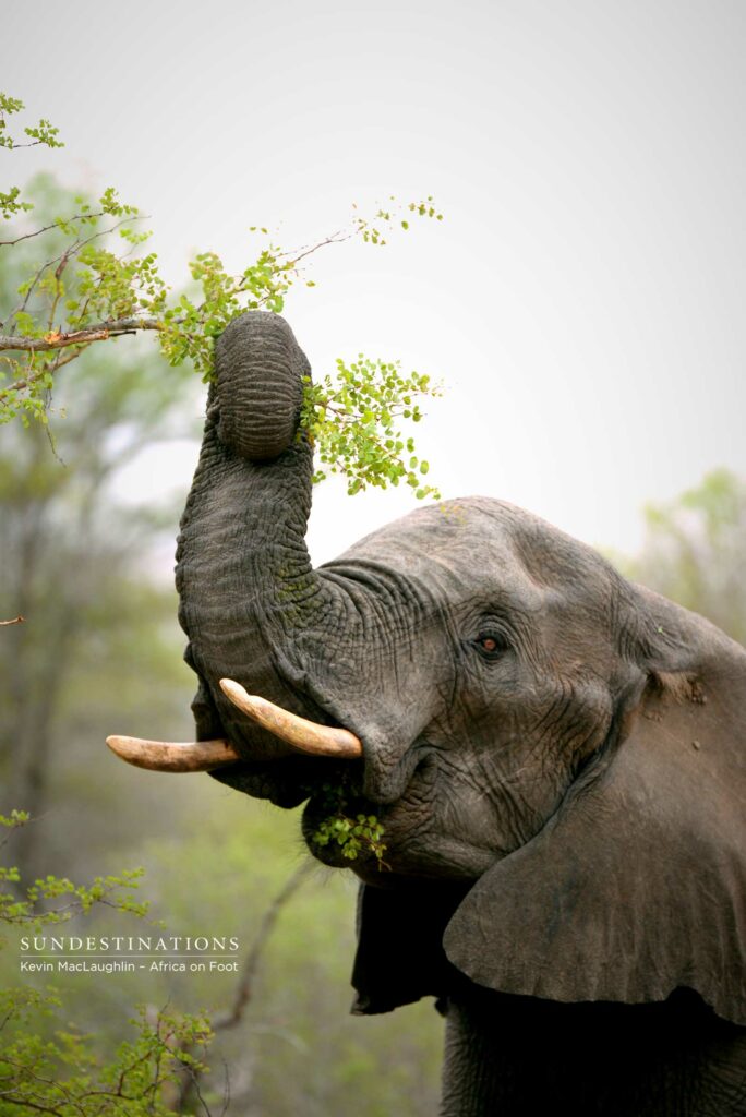 Elephant indulging in the new green leaves