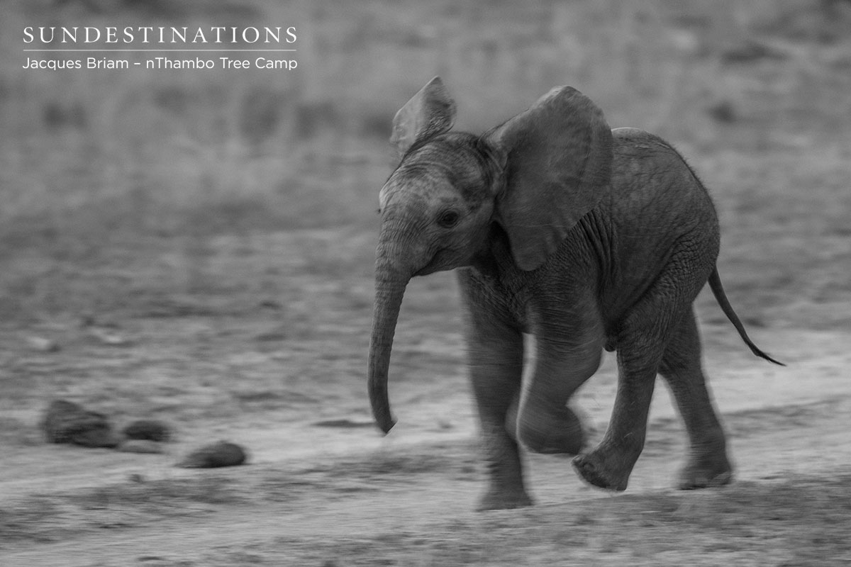 Elephant Calf Elephant Calf