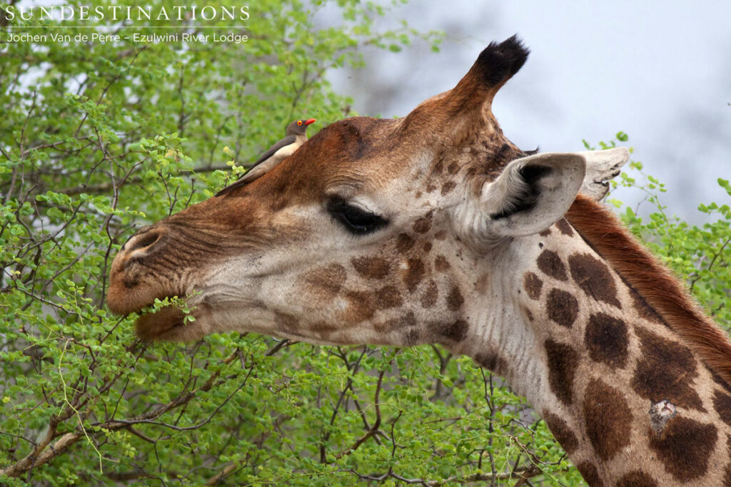 Giraffe & Oxpecker