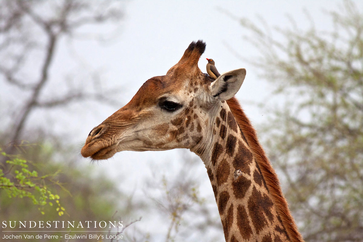 Giraffe with Oxpecker