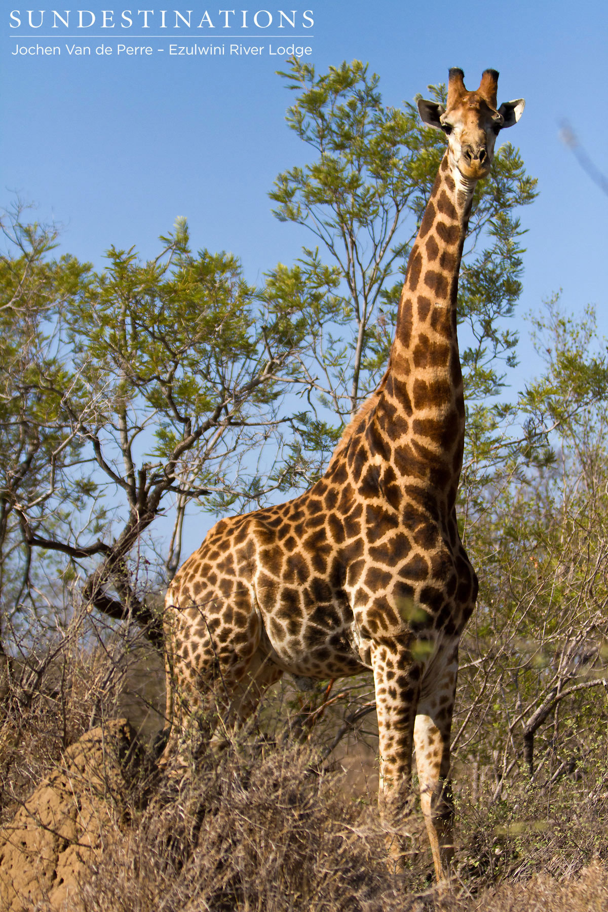 Giraffe