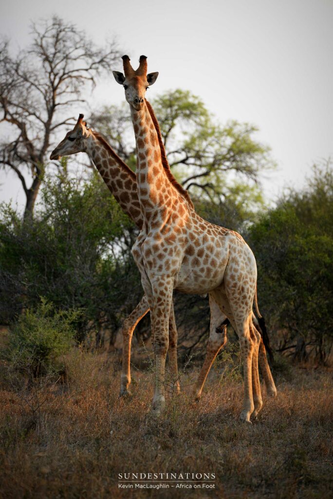 Journey of giraffes Journey of giraffes