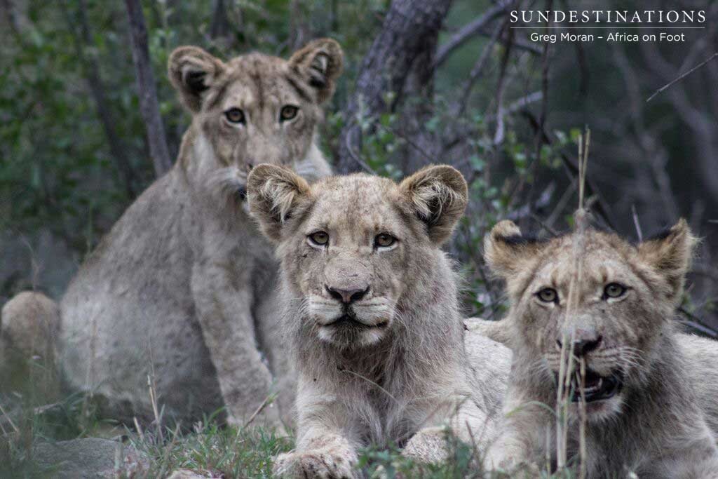 Hercules cubs looking curious Hercules cubs looking curious