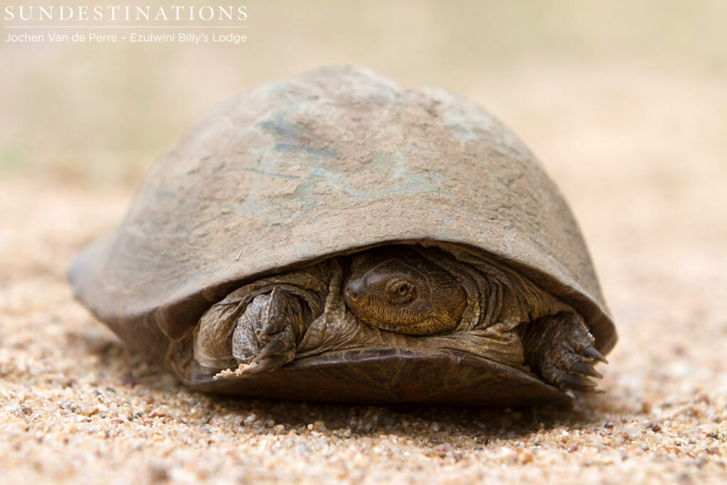 Tiny terrapin tucks shies away from the camera Tiny terrapin tucks shies away from the camera