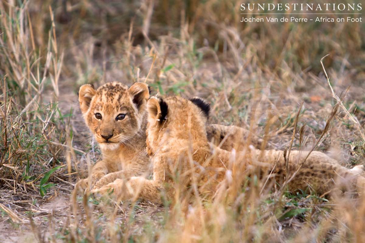 Cub Interaction Cub Interaction