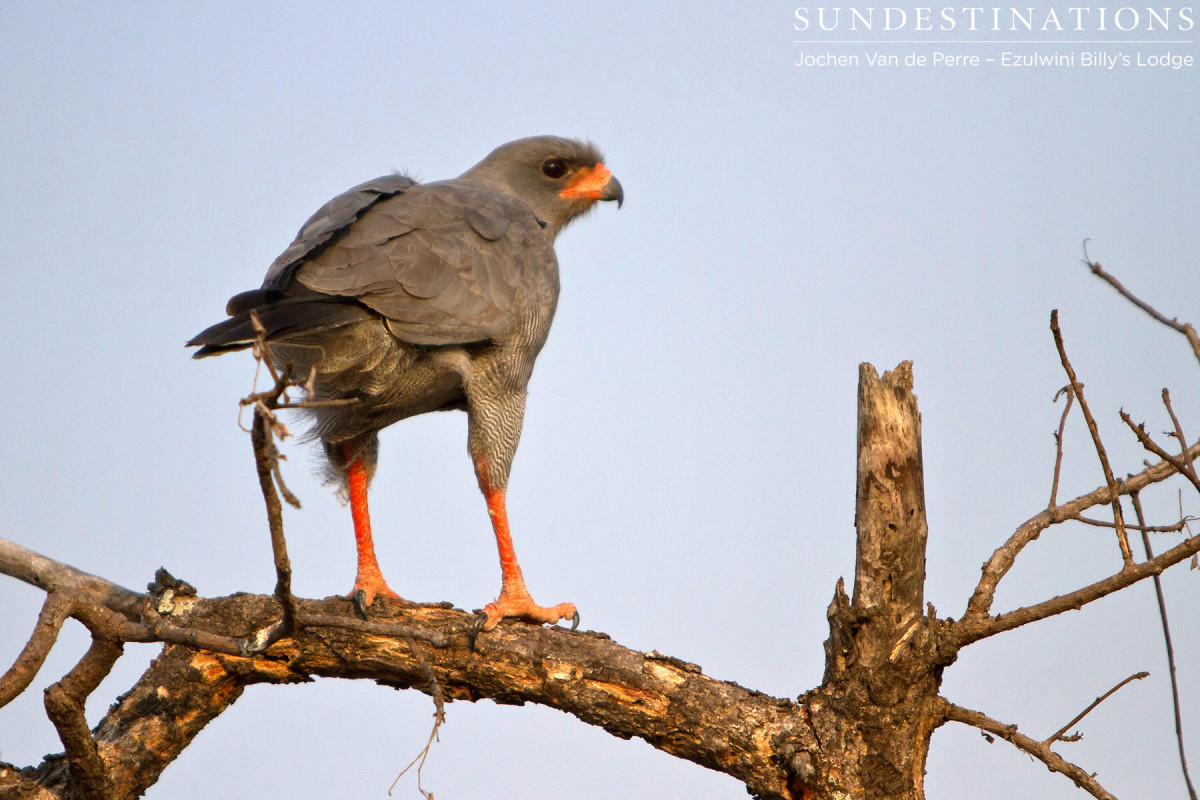 Dark Chanting Goshawk Dark Chanting Goshawk