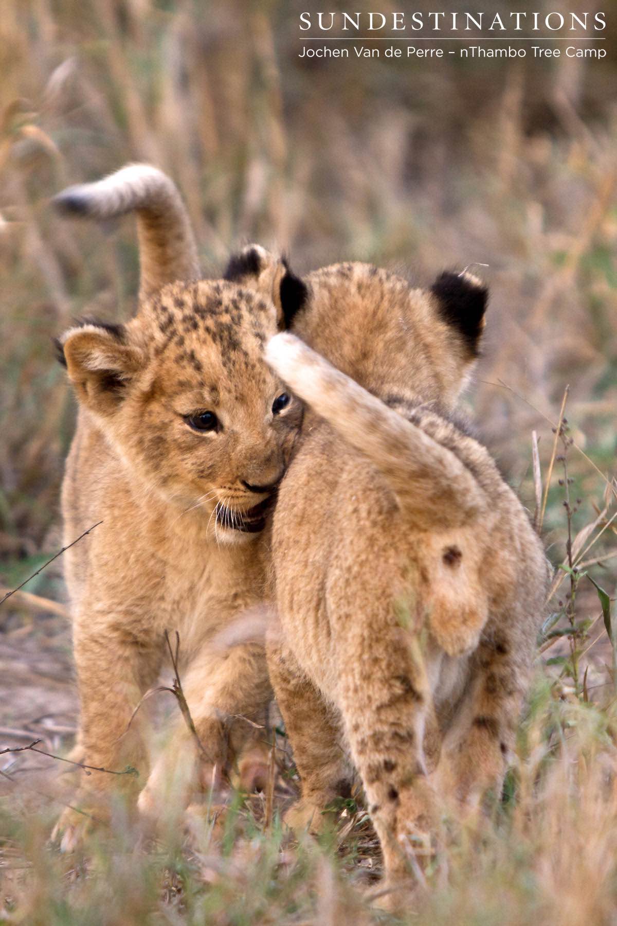 Lion Cub Greeting Lion Cub Greeting