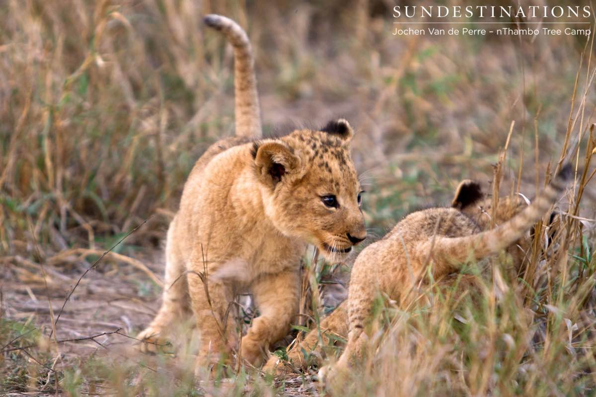 Lion Cubs - Klaserie Lion Cubs - Klaserie