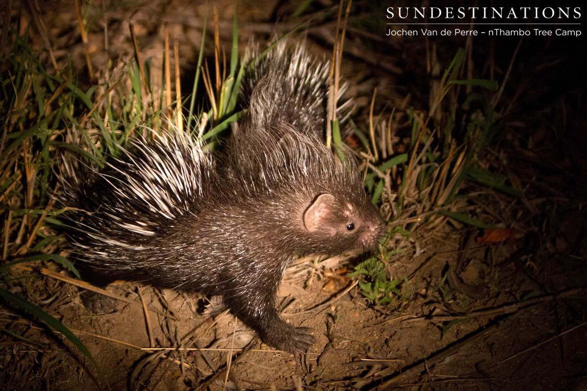Porcupine baby Porcupine baby