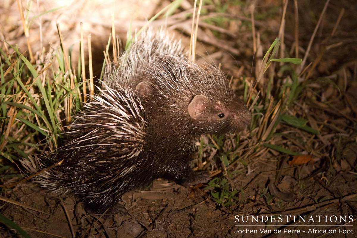 Porcupette Porcupette