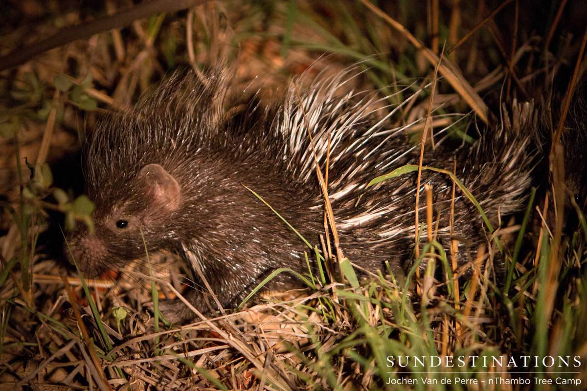 Porcupine Baby Porcupine Baby