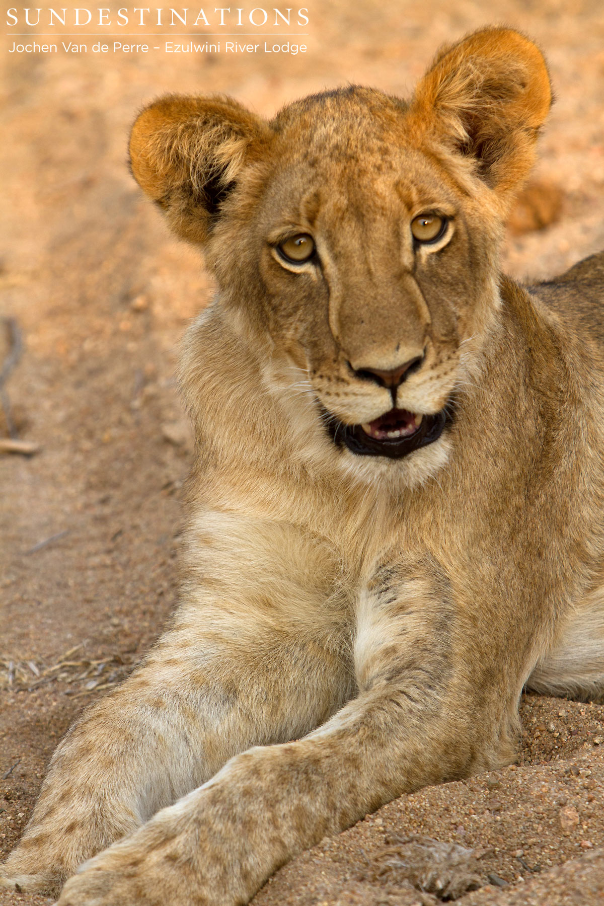 Olifants West Cub Olifants West Cub
