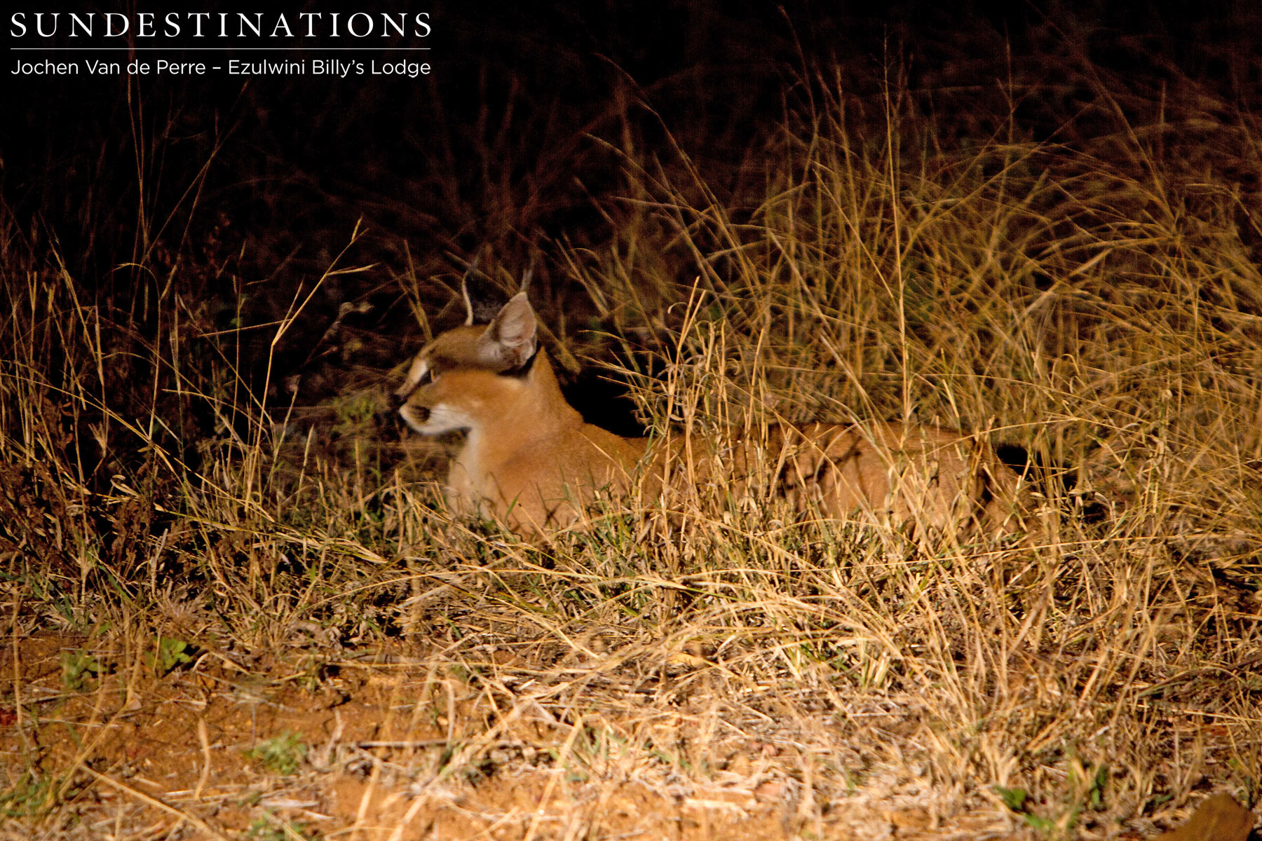 Ezulwini Caracal