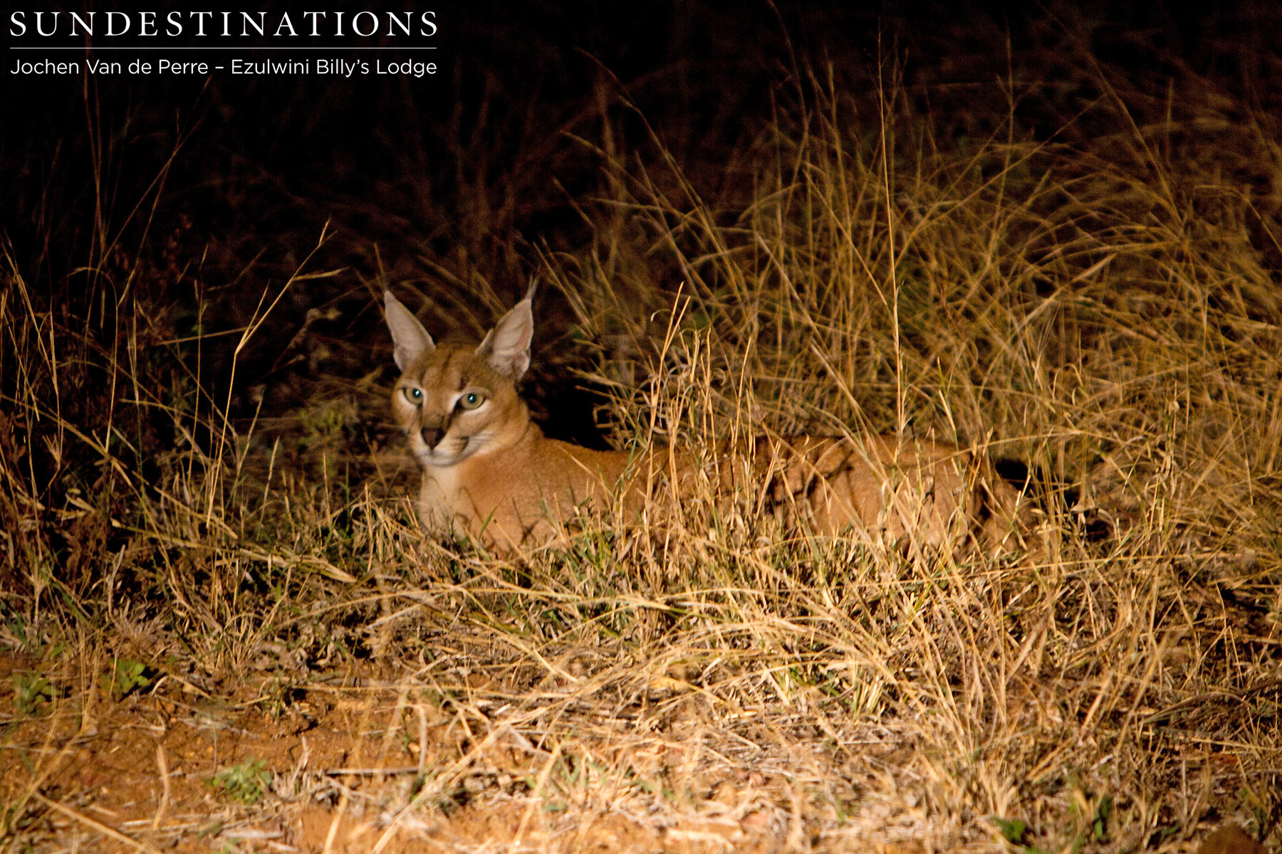 Balule Caracal