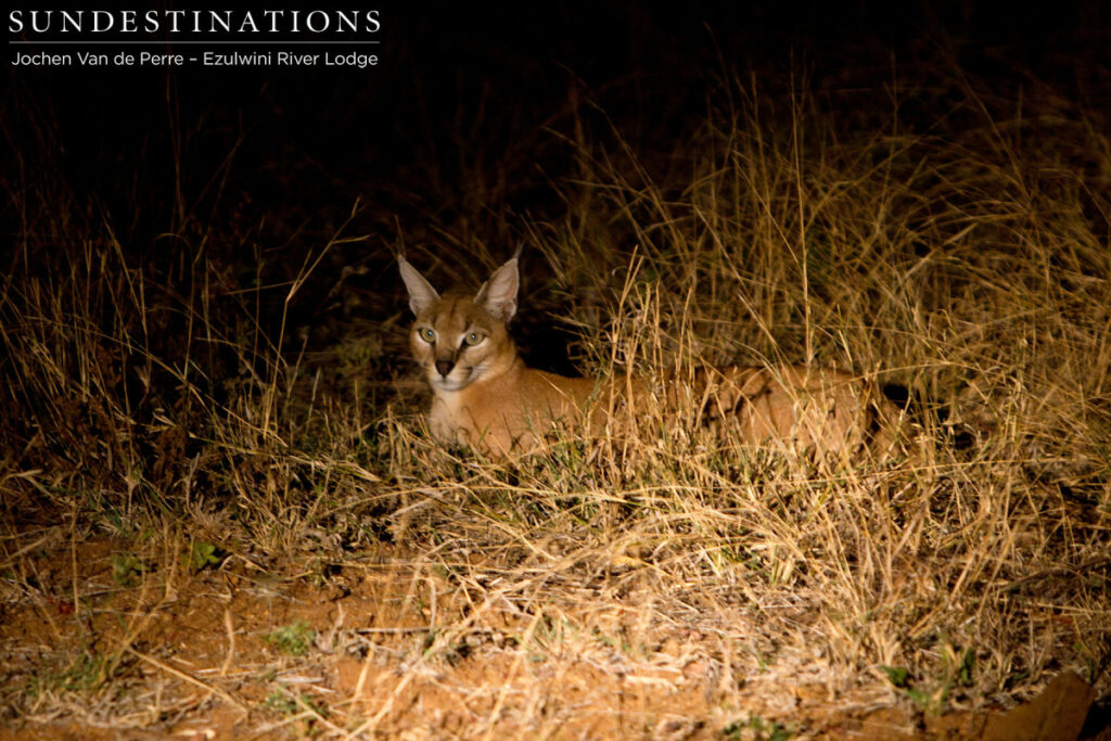Caracal Cat