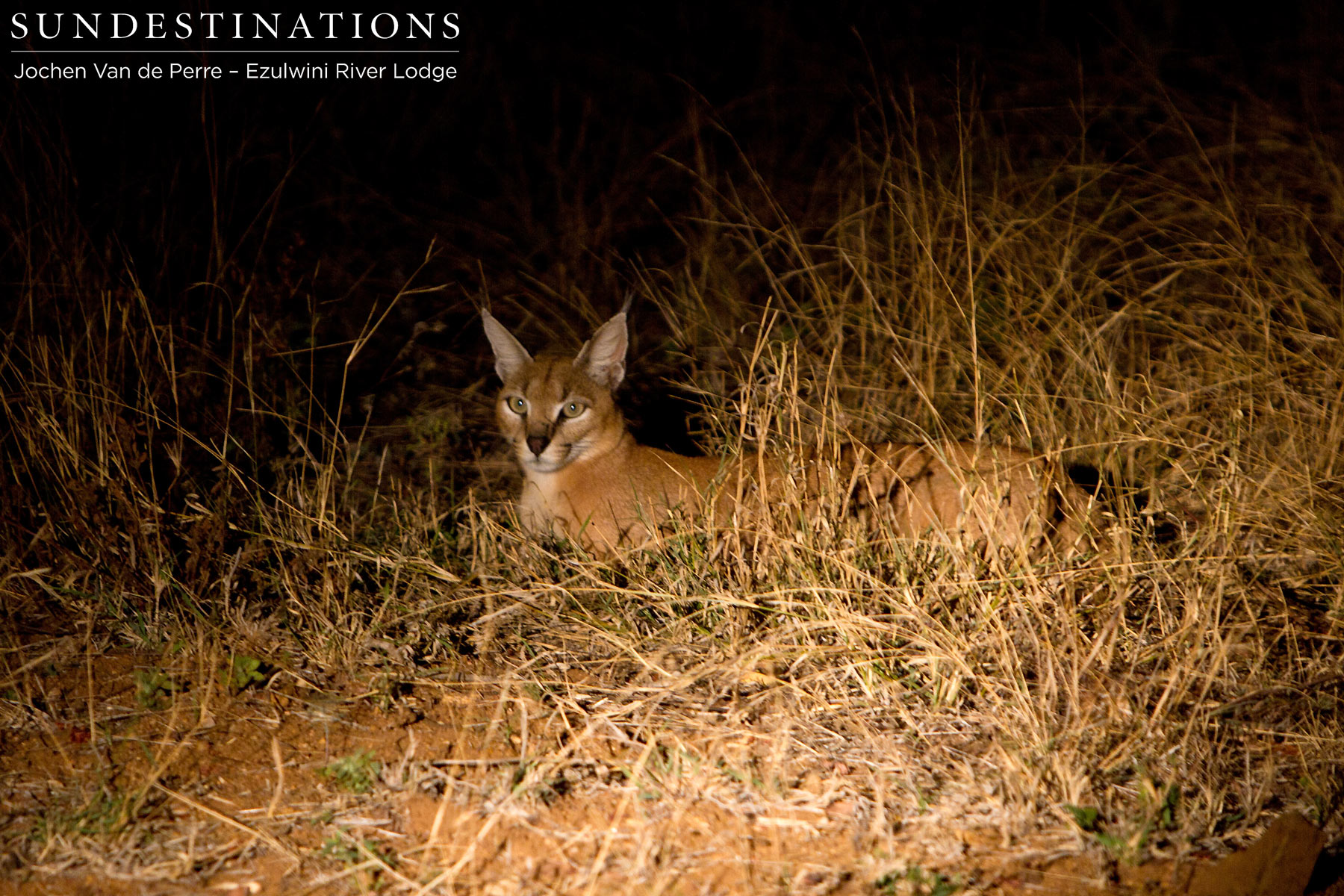 Caracal Cat