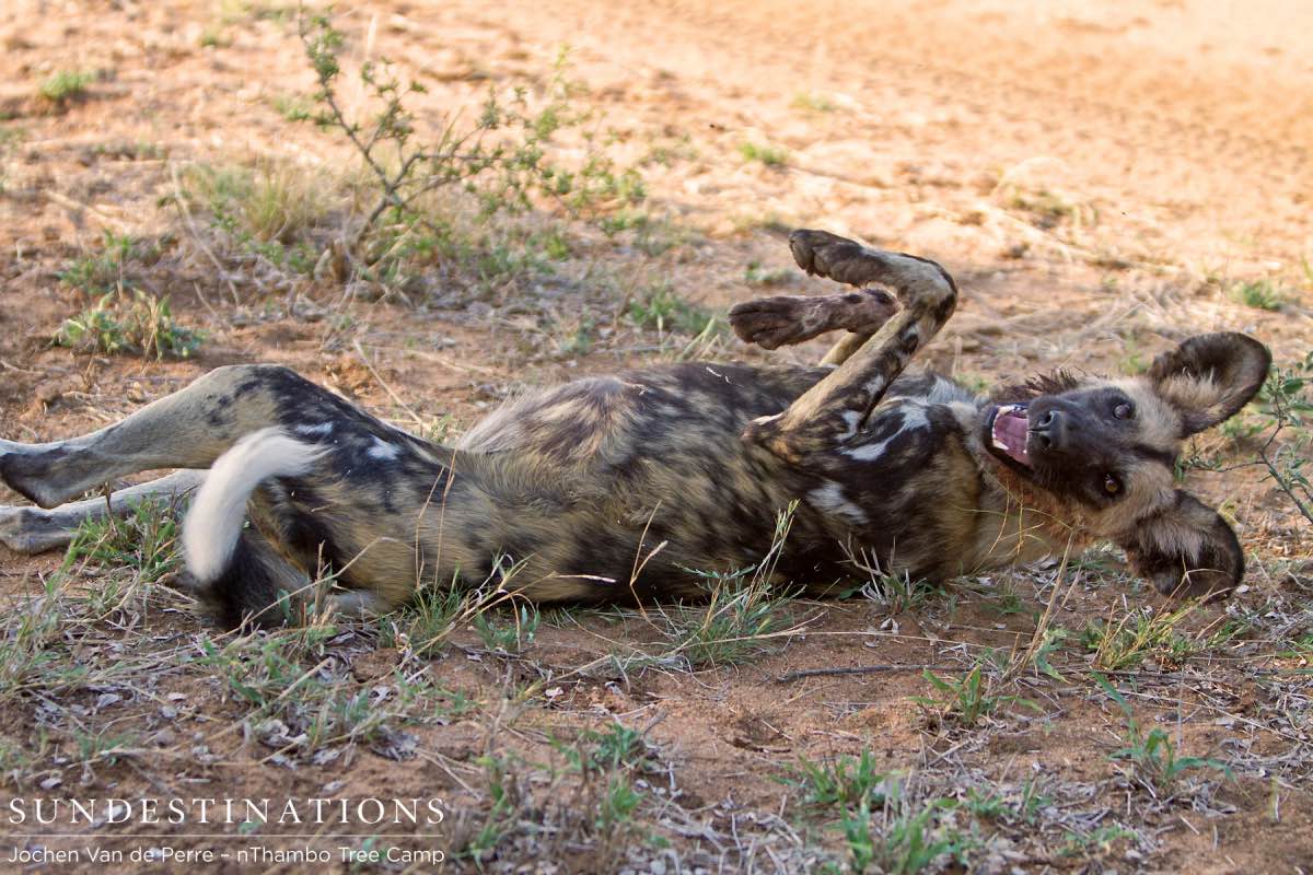 Wild Dogs Playing