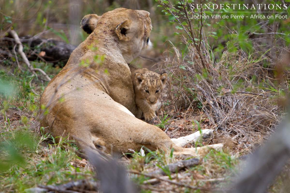 Lioness with Cub Lioness with Cub