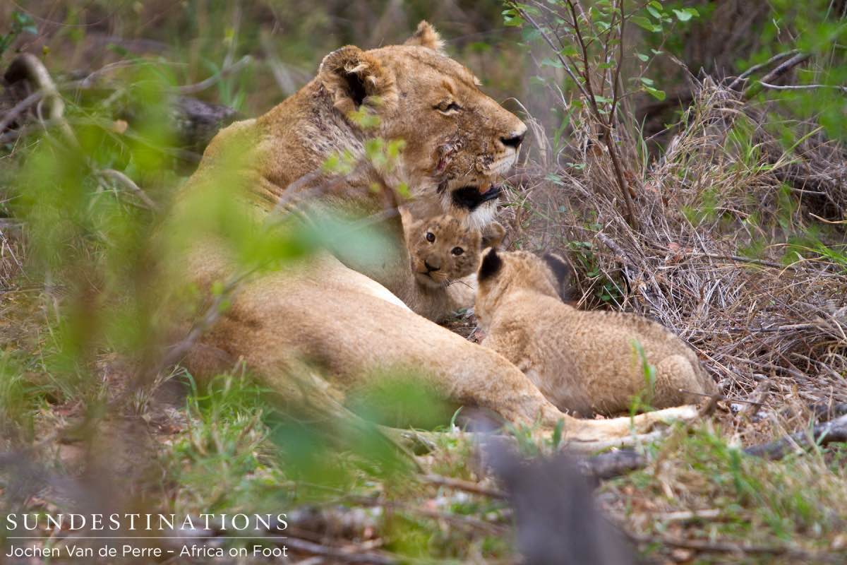 Ross Pride Lioness Ross Pride Lioness