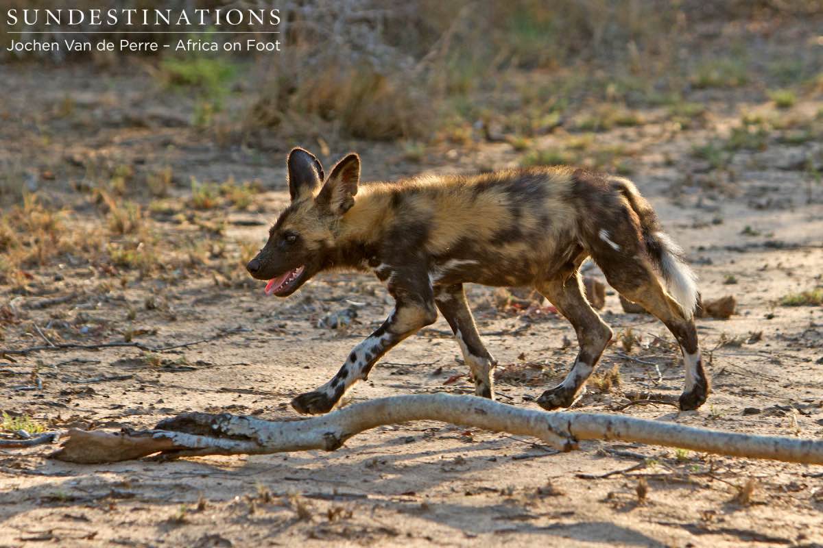 Sub-adult Wild Dog Pup