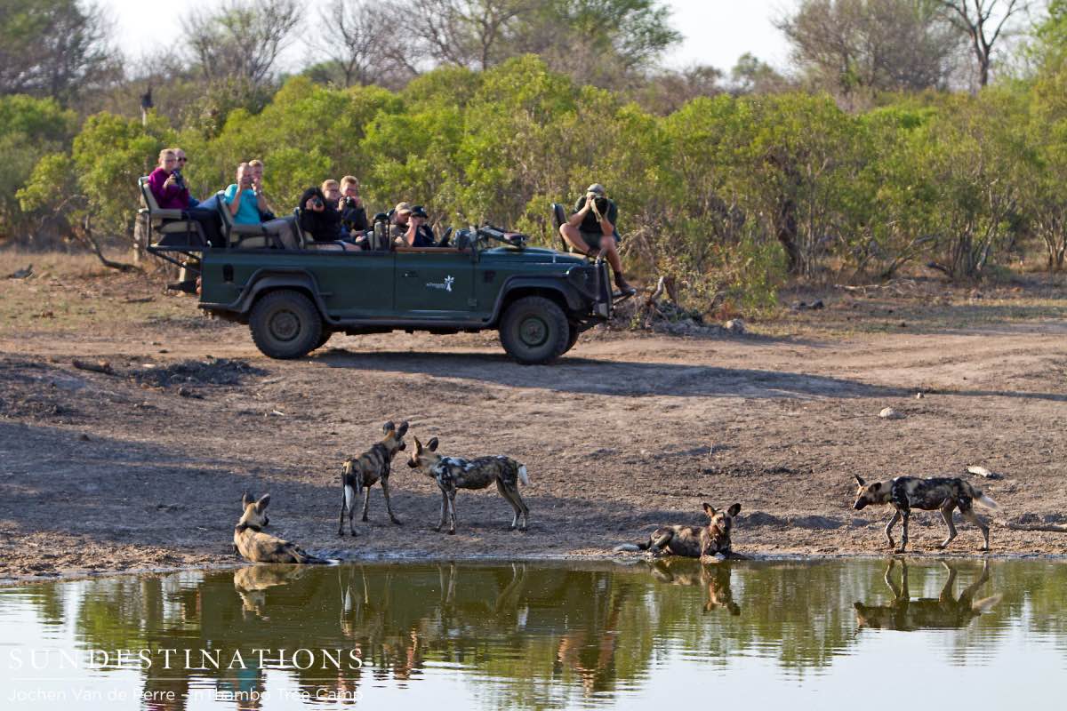 Wild Dogs Drinking