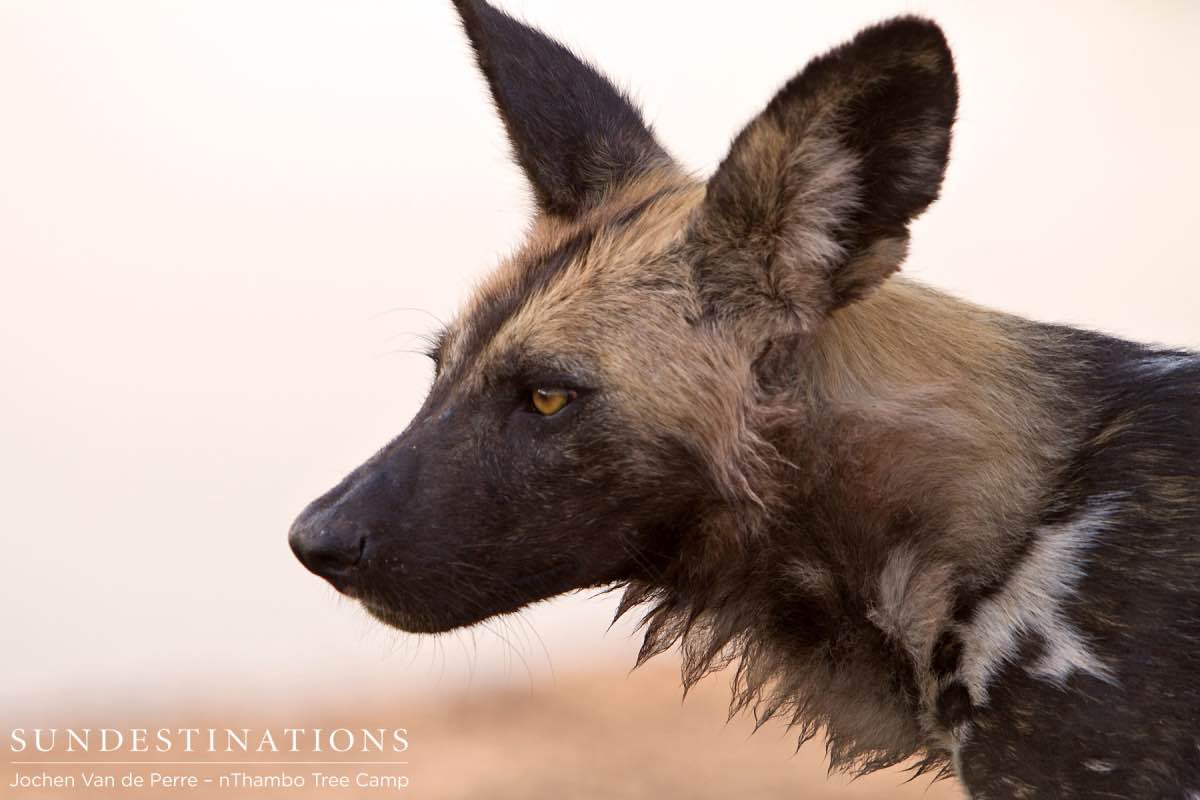 Wild Dog Portrait