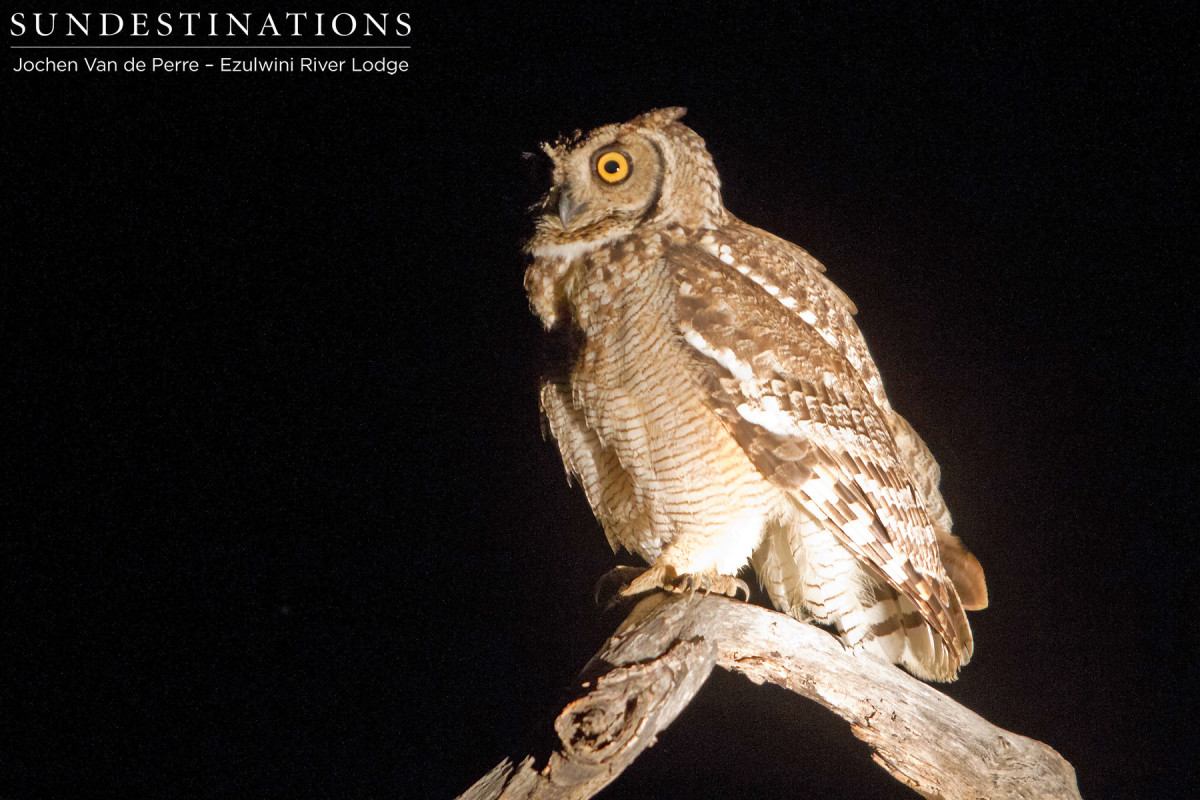 Spotted Eagle Owl Spotted Eagle Owl