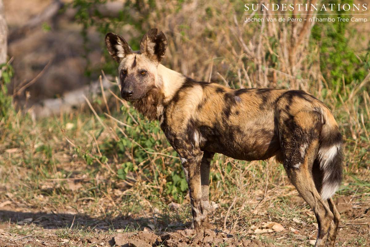 African Painted Dog